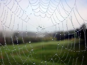 spiders web